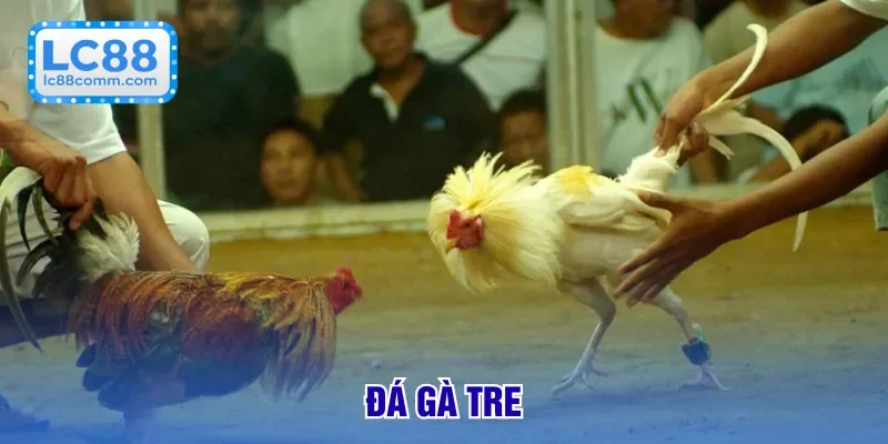 đá gà tre